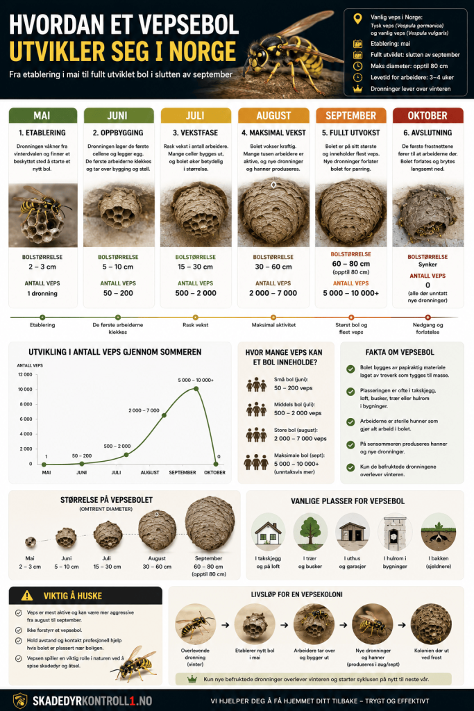 Infografikk. Utvikling av vepesbol i løpet av sesongen. Hvor mange veps blir det.